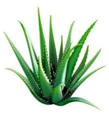 Una foglia da bere: l'Aloe Vera